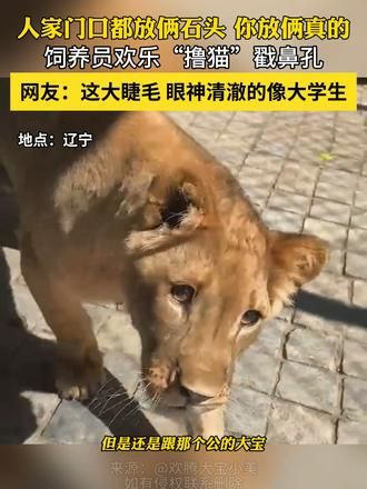 饲养员欢乐“撸猫”戳鼻孔！！ #狮子 #撸猫