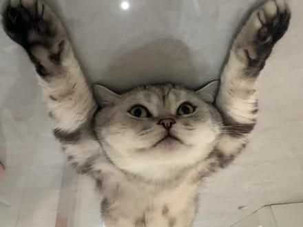 哈哈哈哈哈悠闲的摆烂小猫 #摆烂猫 #翻肚猫 #猫咪的迷惑行为 #悠闲的摆烂小猫 #铲屎官的乐趣