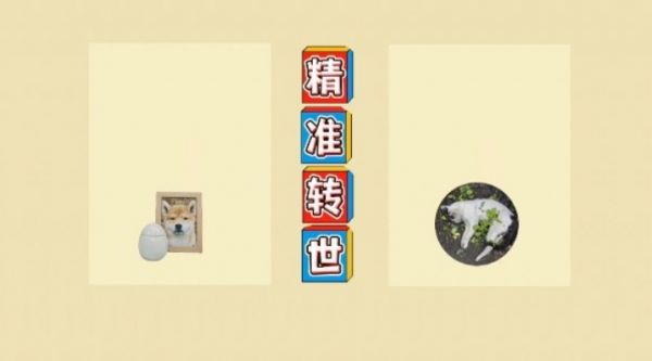 猫咪去世后她花上万元找宠物沟通师 结果扎心了...