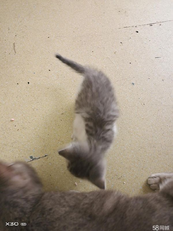 家里猫猫太多啦,免费领养 有需要的联系我呀