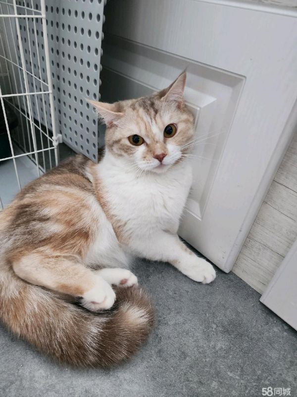 温顺小猫免费领养