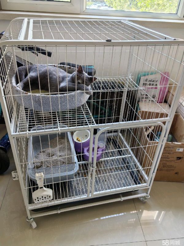 蓝猫免费领养