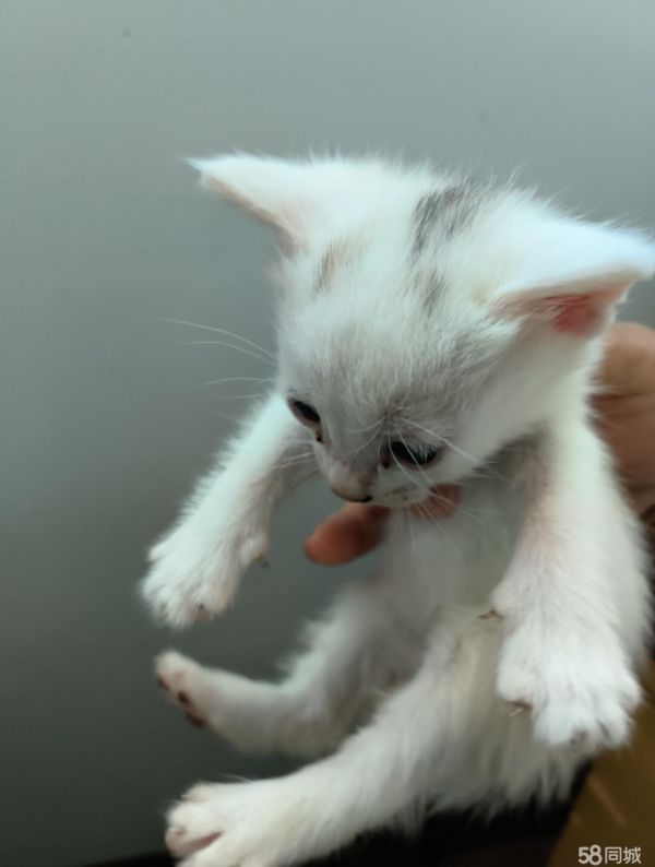 刚满月小猫免费领!!!!!!