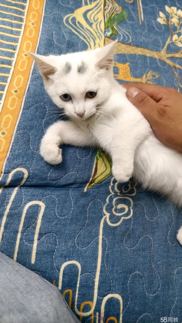 宠物猫2个月,免费领养