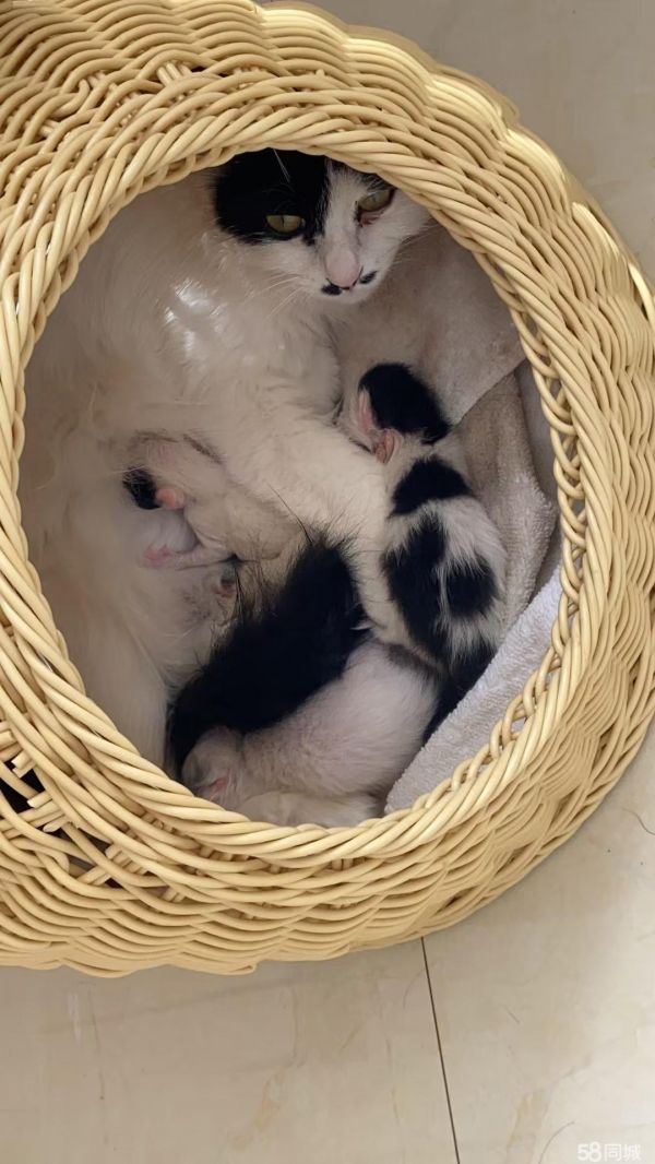 小猫两只免费赠送