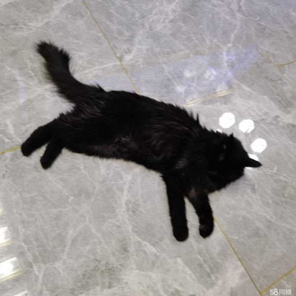 免费领养猫咪