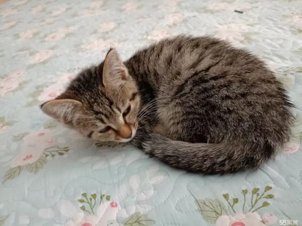 免费领养小猫3个月