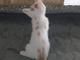 俩月大小奶猫免费领养
