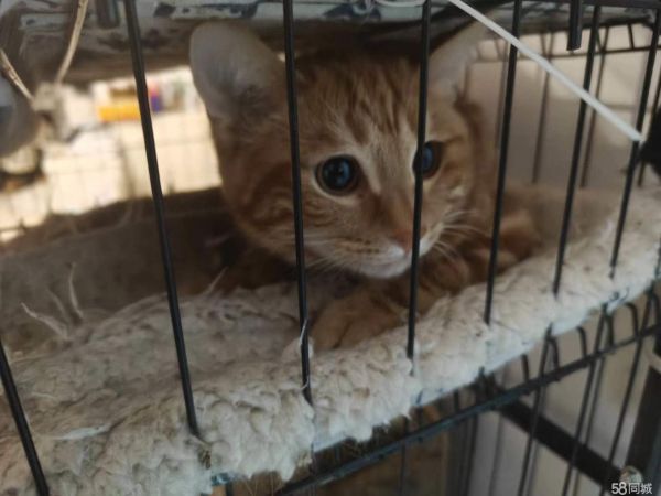 可爱小猫免费领养