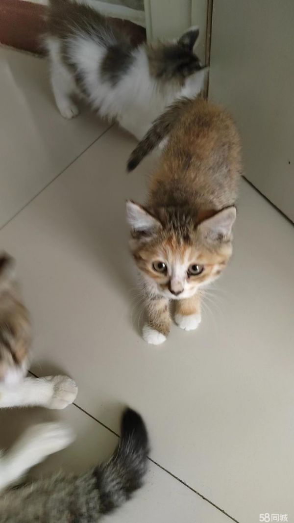 赠送2个月大的健康小猫咪