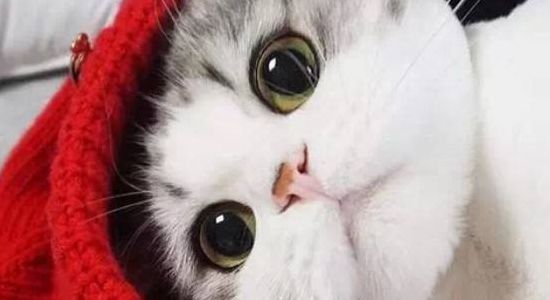 母猫没看上公猫的表现 繁殖猫咪之前要做好准备工作！