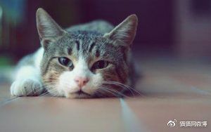 猫咪可以用牵引绳吗