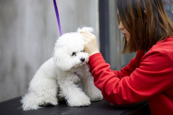 为什么要给猫咪做宠物美容，有哪些好处？