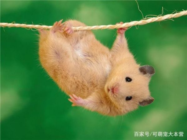 可萌宠大本营这两种鼠类宠物，除了仓鼠，你还知道哪些