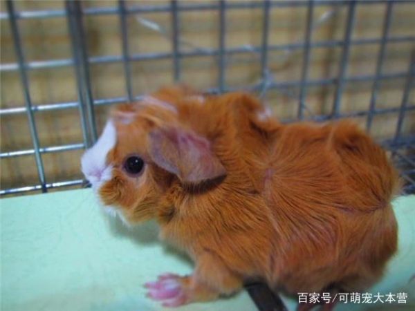 可萌宠大本营这两种鼠类宠物，除了仓鼠，你还知道哪些
