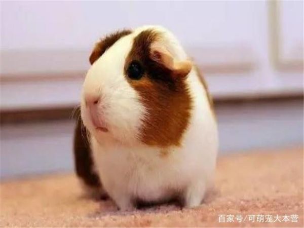 可萌宠大本营这两种鼠类宠物，除了仓鼠，你还知道哪些