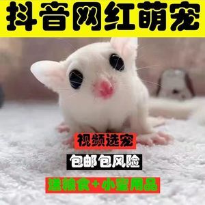 活体蜜袋鼯飞鼠澳洲松小宠鼠白脸蜜袋鼯活体宠物小飞鼠幼崽蜜袋鼬