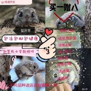 网红飞鼠活体幼崽 蜜袋鼯幼崽 大眼飞活体幼崽 包邮日本小飞鼠