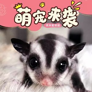 网红蜜袋鼯活体飞鼠小飞鼠幼崽澳洲蜜袋鼯幼崽蜜袋宝宝宠物玩家蜜