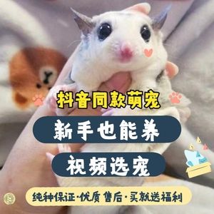 蜜袋鼯小飞鼠幼崽飞鼠活物送笼子蜜袋鼬粘人小宠物密袋鼠随身口袋