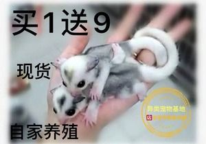 蜜袋鼬活体蜜袋鼠活体幼崽小蜜飞鼠活体小飞鼠白色马赛克自家繁殖