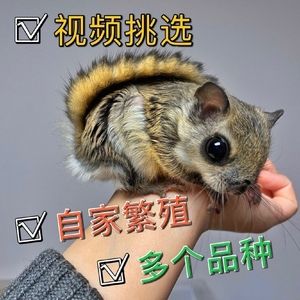 多品种幼崽鼠现货幼儿宠物鼠活物宠物大眼飞鼠睡鼠日本小飞鼠活体
