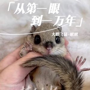 日本飞鼠会飞活体幼崽奶鼠鼯鼠宿舍家养活物大眼小飞鼠蜜袋鼯萌宠