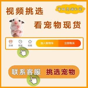蜜袋鼯鼬幼崽蜜袋飞鼠活物送笼子随身口袋粘人小飞鼠密袋鼠小宠物
