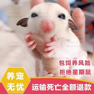 蜜袋鼯鼬幼崽蜜袋飞鼠活物送笼子随身口袋粘人小飞鼠密袋鼠小宠物