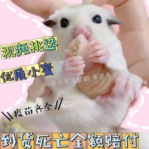 蜜袋鼯小飞鼠幼崽活宠小型宠物蜜袋鼬滑翔飞鼠粘人异宠好养定金