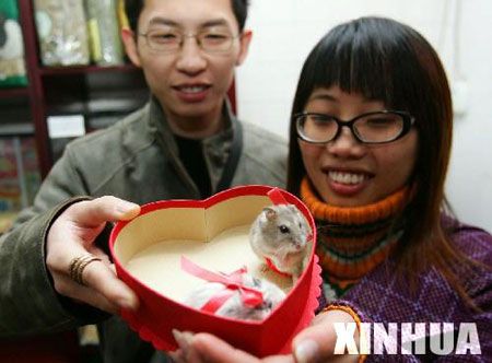迷你鼠小弟受宠重庆情人节市场(组图)