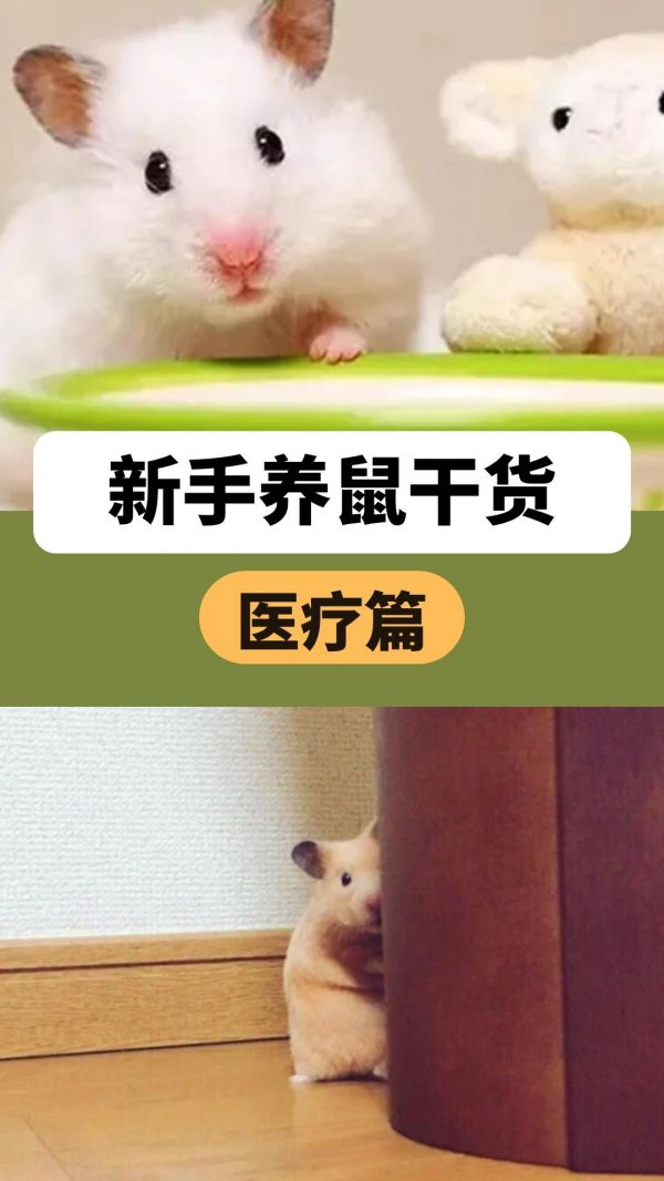 新手养鼠干货-医疗篇 鼠鼠常见病及治疗方法都整理好了，建议保存 #图文来了 #萌宠小仓鼠 #仓鼠日常 #金丝熊 