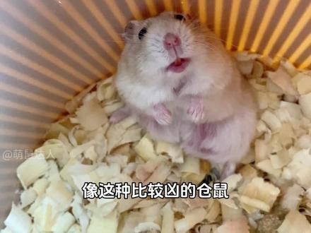 如何让一只很凶的仓鼠乖乖听话？教程来了，好好学吧！#仓鼠 #金丝熊 #养鼠日常分享