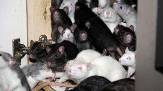 男子住院期间家中20只宠物鼠繁殖出300只(图)