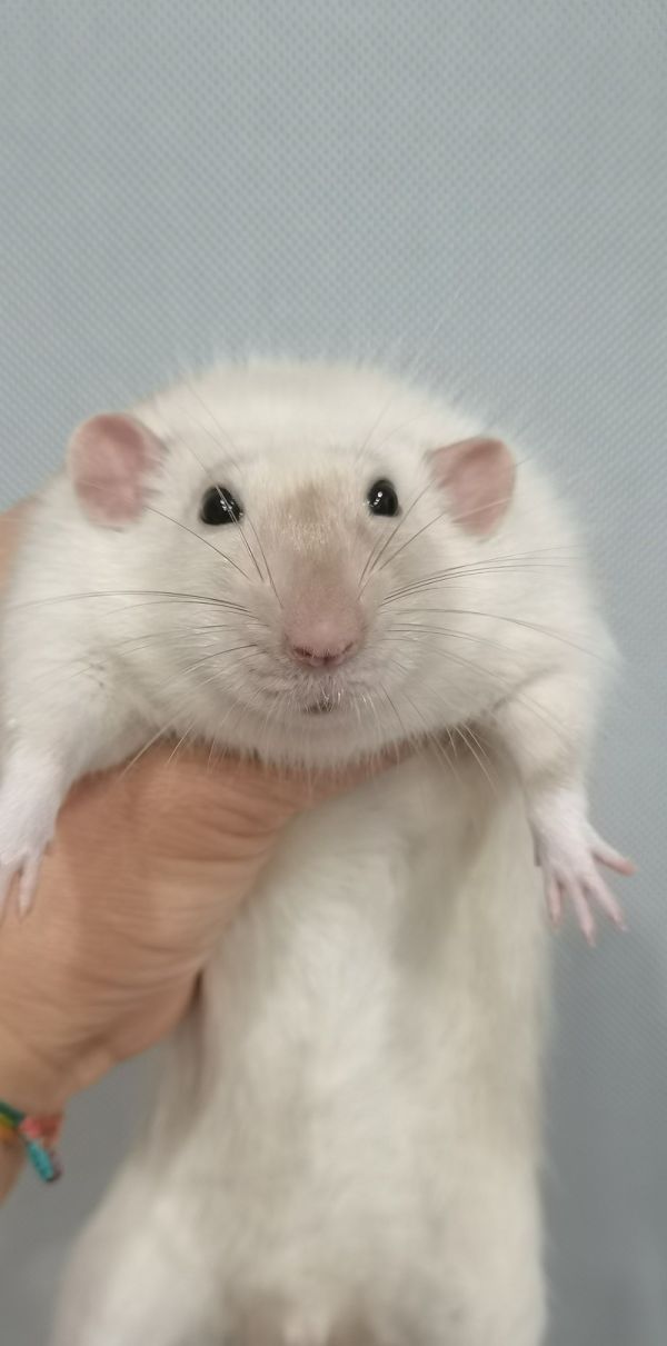 花枝鼠