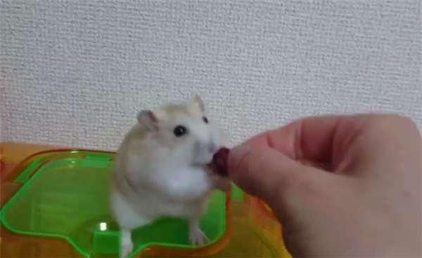 坏主人故意在放饭时拿食物逗仓鼠，想不到有骨气的它下一秒竟这样