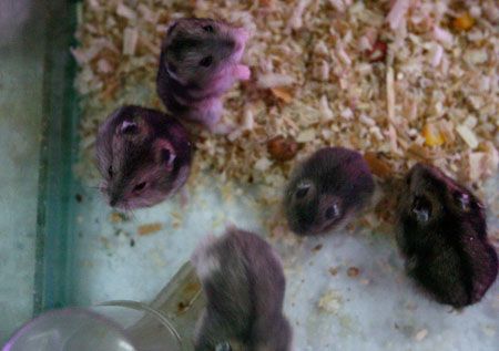 专家提醒慎养宠物鼠以防染病