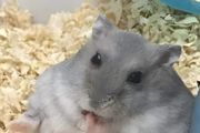 大量养殖仓鼠有销路吗