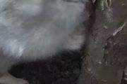 仓鼠养殖现在还有市场吗