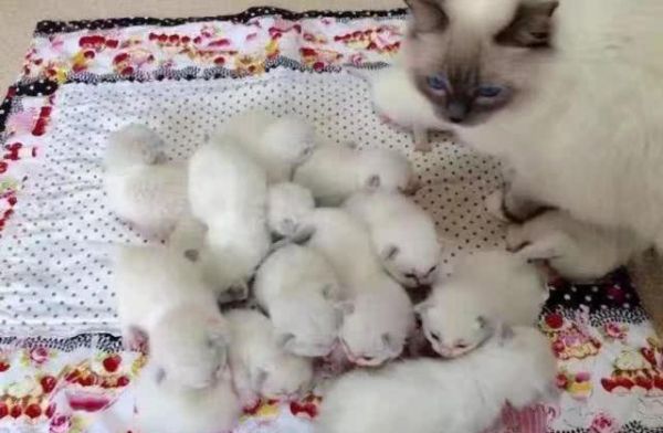 你见过一窝20只的小奶猫吗，简直要萌化你的心，好想抱养一只啊！