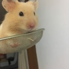 金丝熊