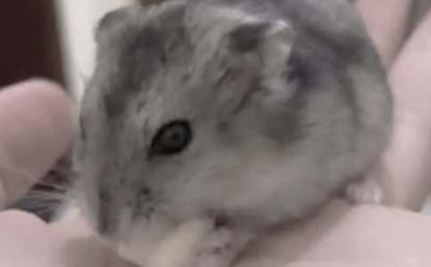 仓鼠怎么生宝宝