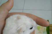 仓鼠可以养熟吗