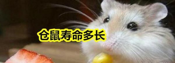 仓鼠饲养八大禁忌