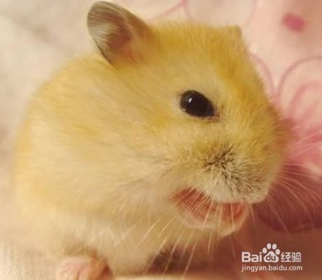 什么仓鼠好养又温顺