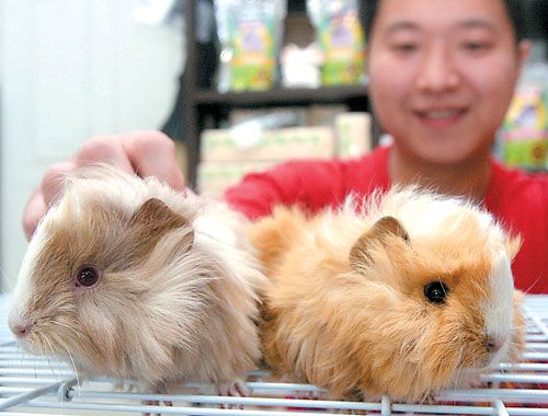 宠物鼠会“唱歌”每只300元