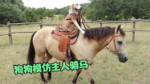 狗狗经常看到主人骑马，于是也去“模仿”，镜头拍下精彩一幕