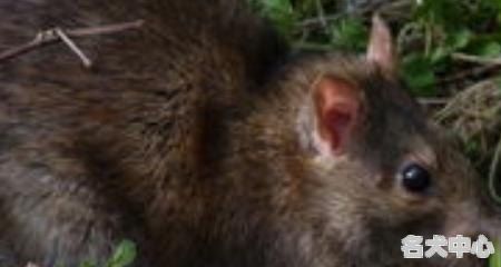 宠物鼠有几类品种，宠物鼠主要以哪种鼠为生