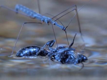 奇奇怪怪的水生和半水生生物,你认识几种? #昆虫 #微观世界 #神奇生物在抖音