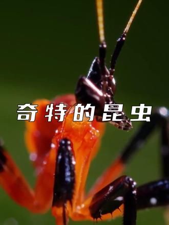 奇特的昆虫世界,兰花螳螂从一出生就面临同类相残和掠食者的威胁 #神奇动物在抖音 #奇趣自然 #观察昆虫 #微距镜头下的世界 #昆虫微观世界纪录片